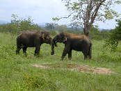 Wilde Elefanten im Uduwalawe National Park