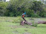 Yala National Park - Pfau